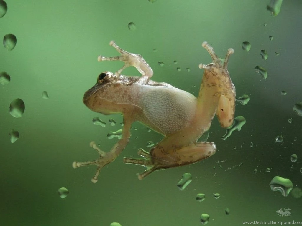 Wallpapers For Desktop Background: Frog Wallpapers