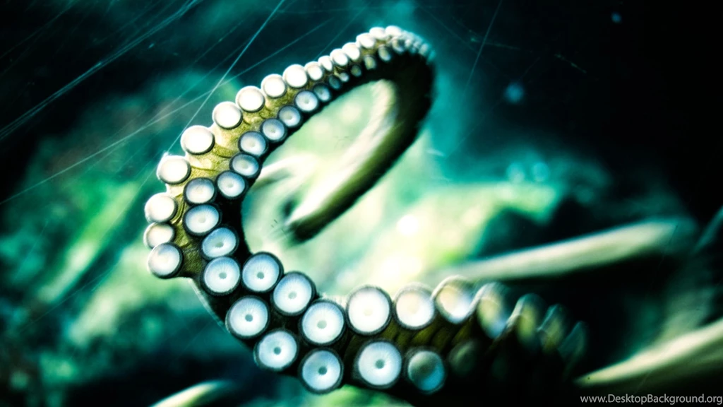 23 Octopus HD Wallpapers