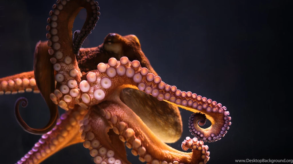 16 Octopus Desktop Backgrounds HD Wallpapers 1215 :: Octopus ...