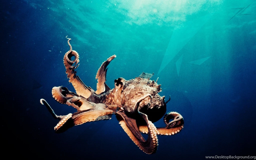 OCTOPUS Sealife Underwater Ocean Sea Wallpapers