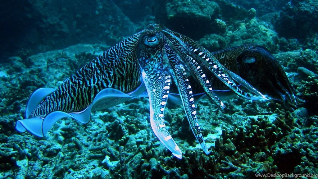 Octopus Desktop Wallpapers