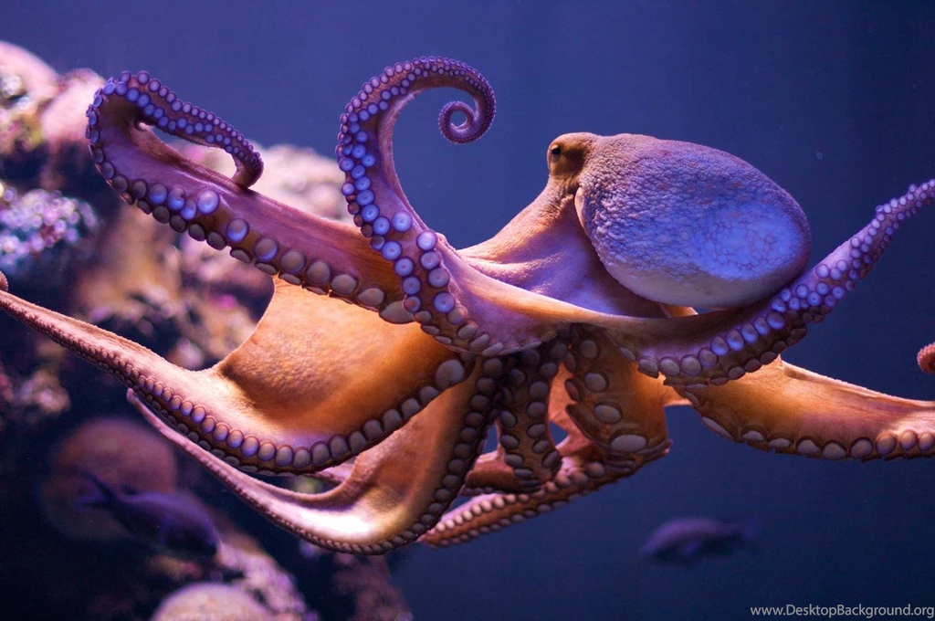 Octopus Wallpapers HD 43004 Full HD Wallpapers Desktop Res ...