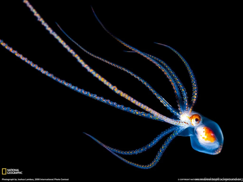 Octopus Photo, Hawaii Wallpapers National Geographic Photo Of The Day