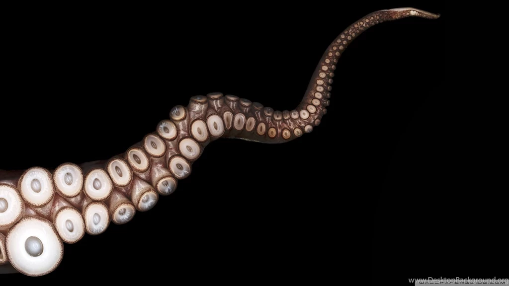Other: Octopus Black Tenticle Suction Cup Wallpaper Backgrounds ...