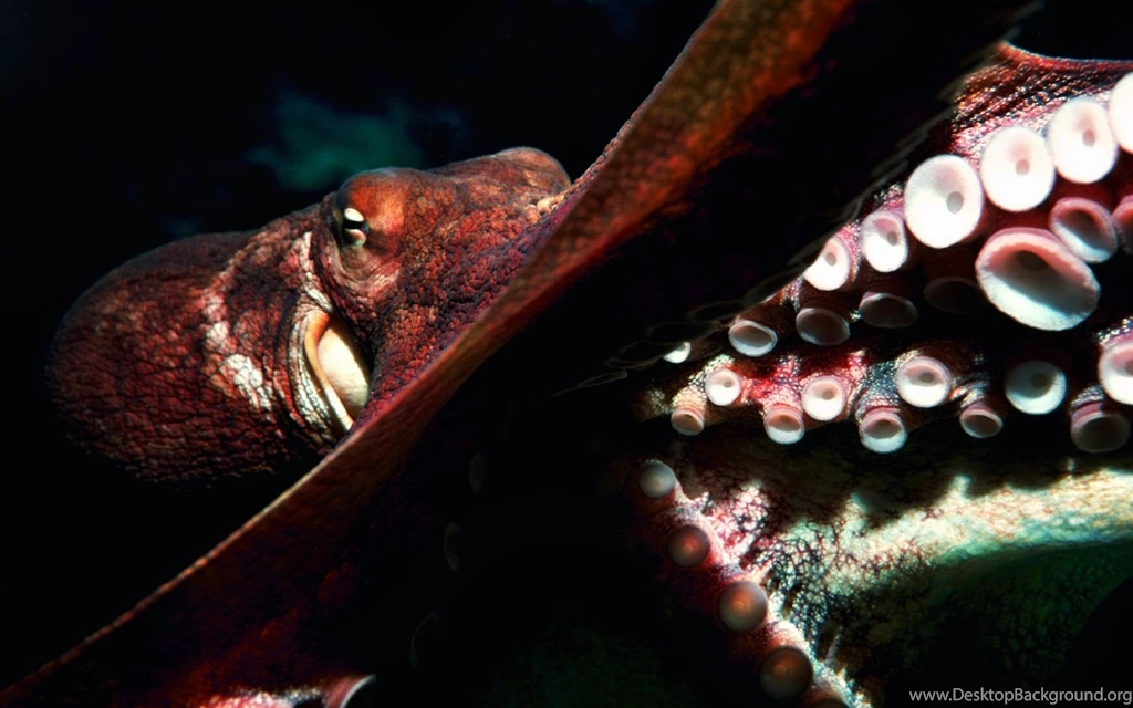 Wallpaper, Red, Octopus, Giant, Desktop, Fish (