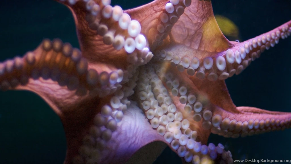 Octopus Wallpapers HD For Android 43028 Full HD Wallpapers Desktop ...