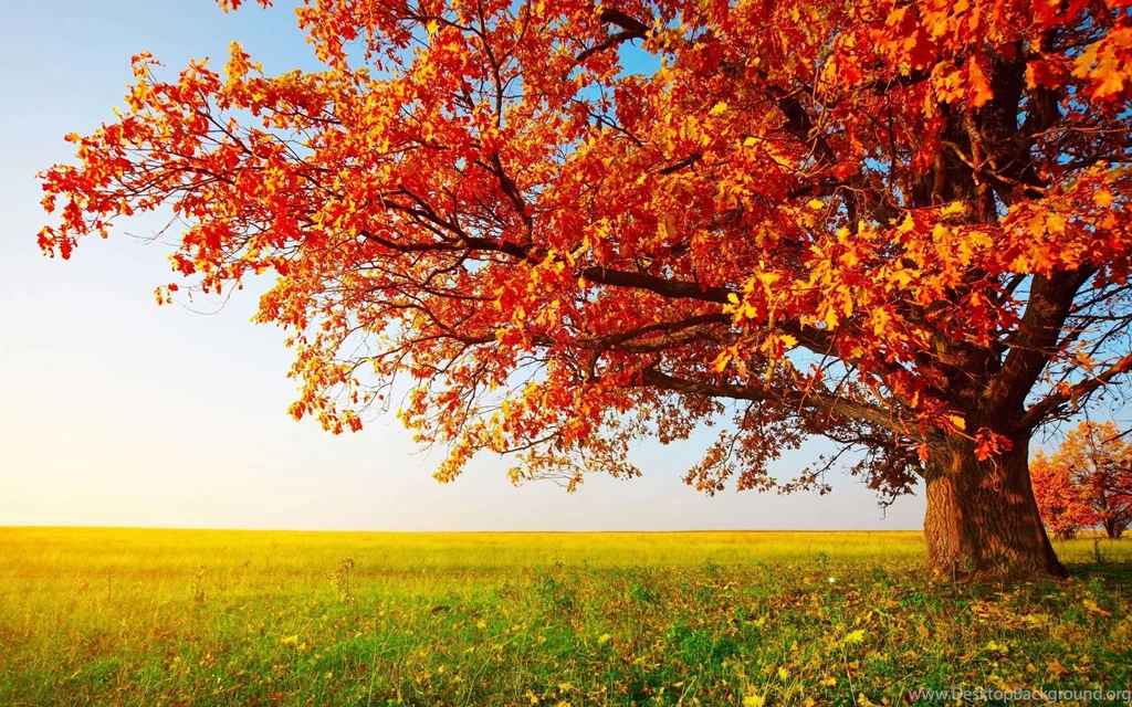 Autumn HD Wallpapers