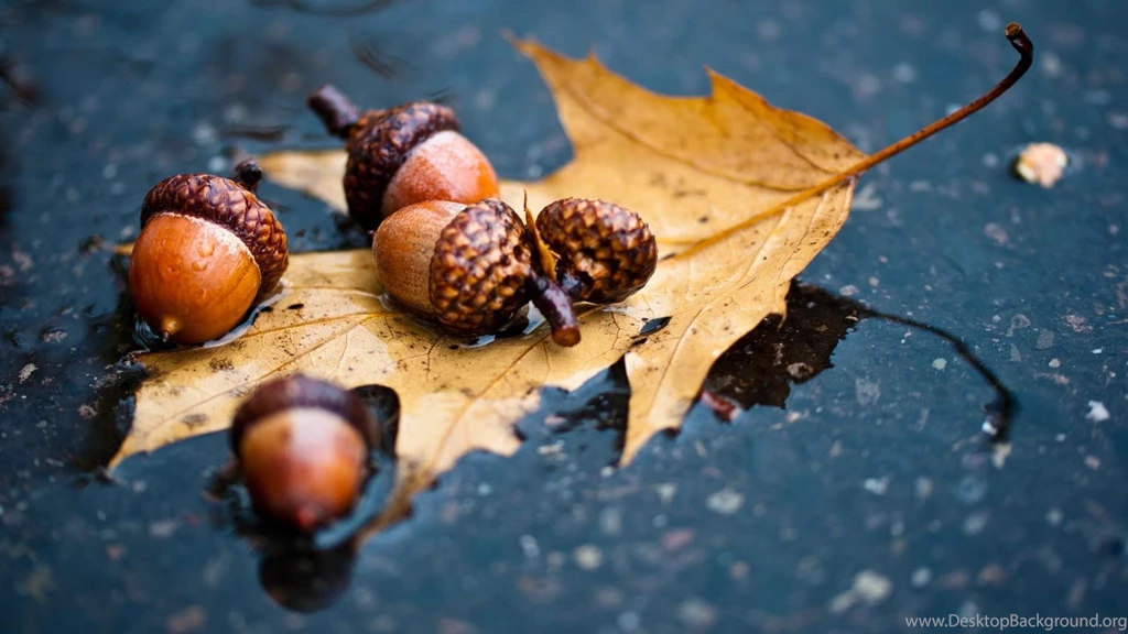 Autumn Archives Page 4 Of 4 HD Wallpapers Source