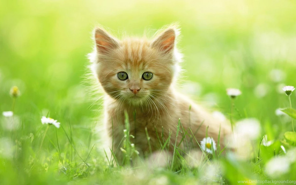 Cute Cat Wallpapers Hdkittens Wallpapers Full Hd Wallpapers Search ...