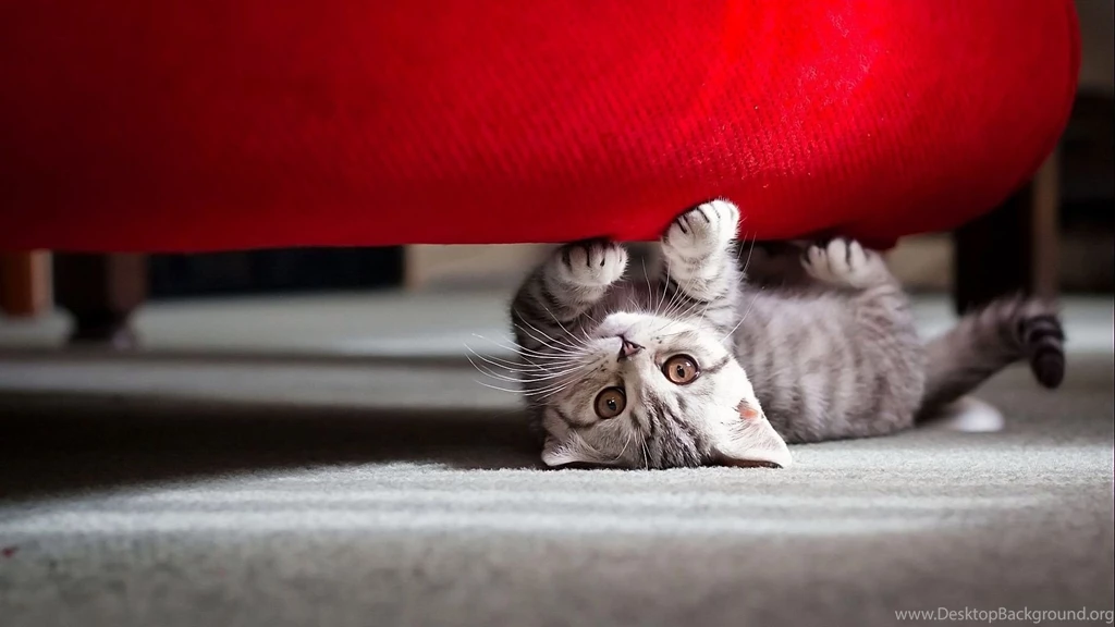 Cute Little Cat Wallpapers
