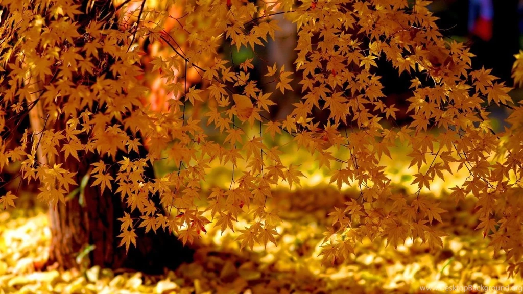 Autumn Trees Wallpapers Wallpapers