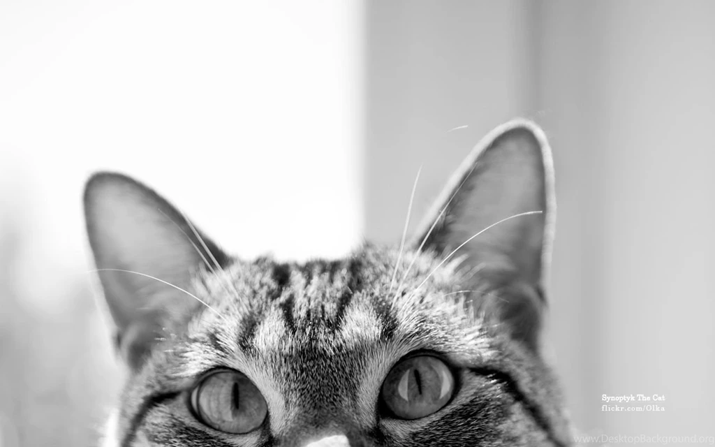 Synoptyk The Cat Wallpapers By Olkabe On DeviantArt