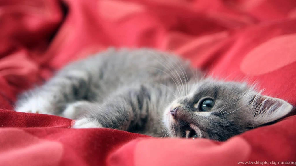 Eyes Of Cat Wallpapers Photos