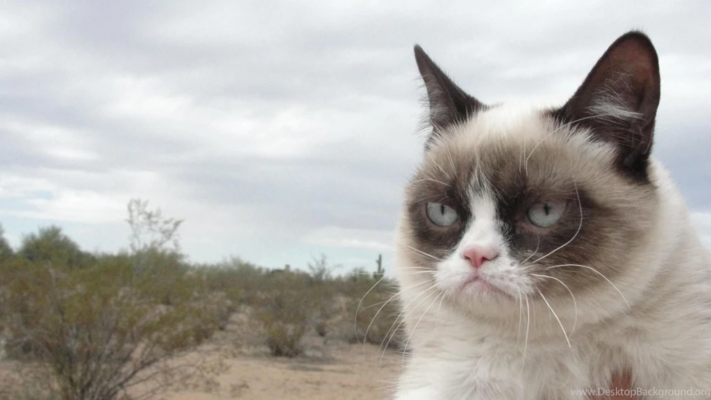 Grumpy Cat Free Wallpapers, Grumpy Cat Photos, New Wallpapers