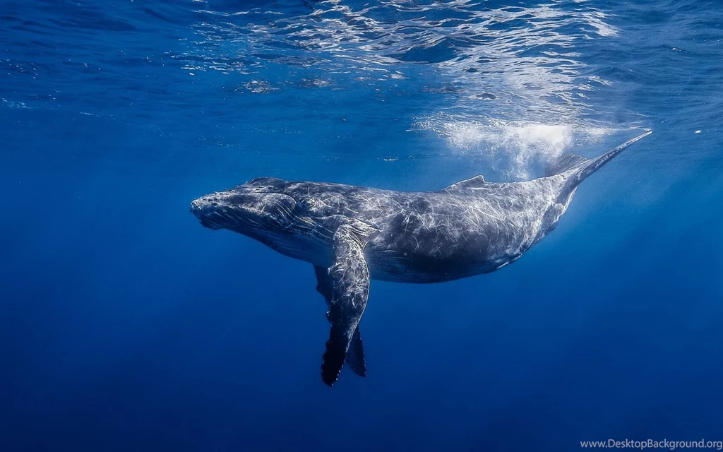 1680x1050 Humpback Whale Hd Wallpapers