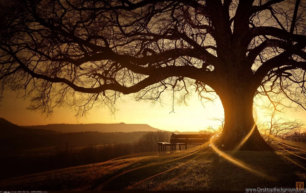 Treehugger 1680X1050 HD Wallpapers Desktopography Wallpapers HD ...