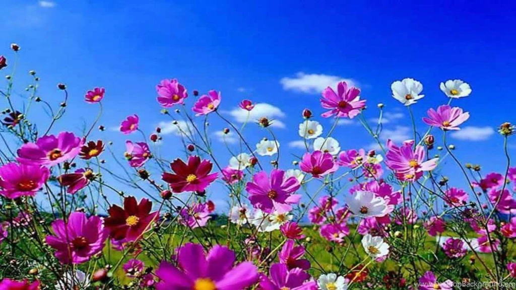 Posh Spring Wallpapers Free Downloads 1366x768px Free Spring