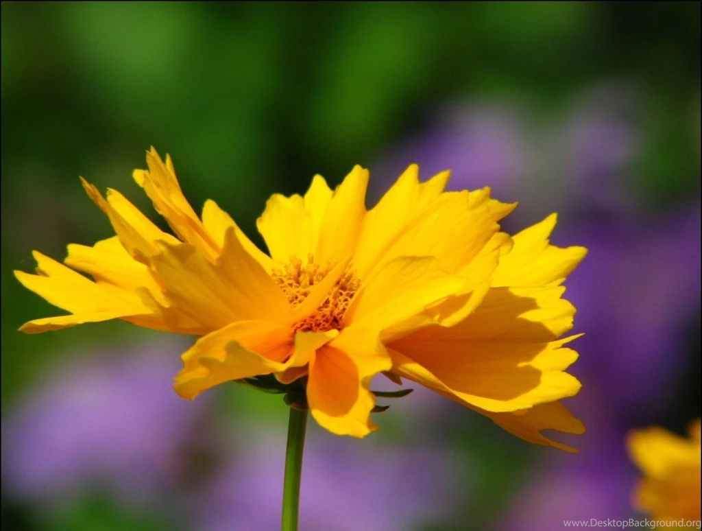 Saving Money On Free Spring Wallpapers: Autumn By Free Download ...