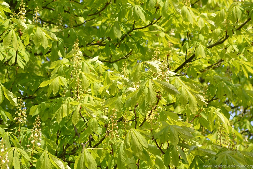 Forests: Chestnut Tree Leaves Spring Wallpaper Backgrounds Free For ...
