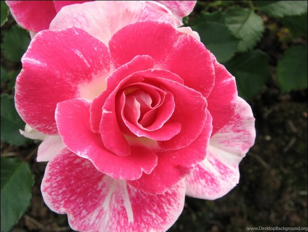 Saving Money On Free Spring Wallpapers: Autumn By Free Download ...