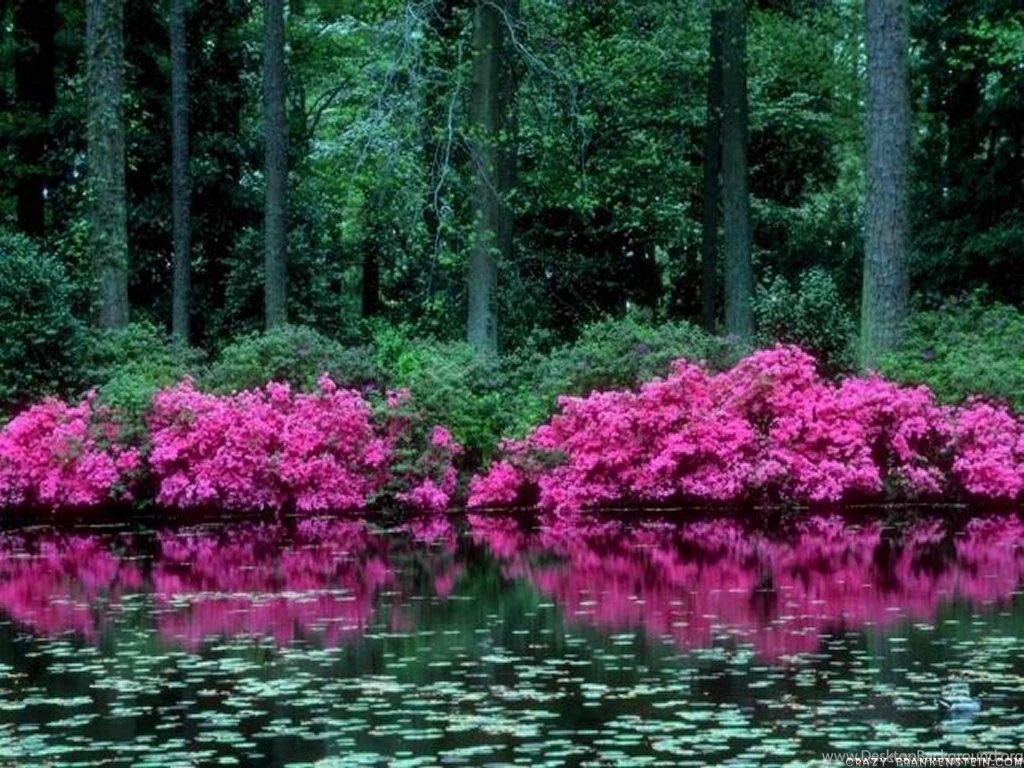 Hottest Wallpapers: Free Spring Wallpapers