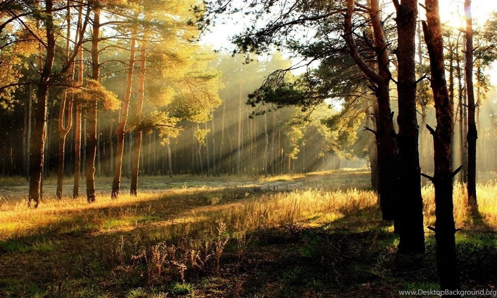 Nature Morning HD Wallpapers