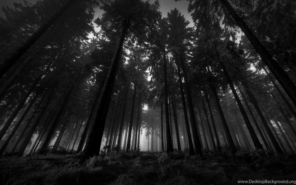 Dark Woods Wallpapers