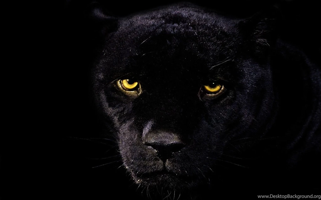 Black Leopard HD Wallpapers