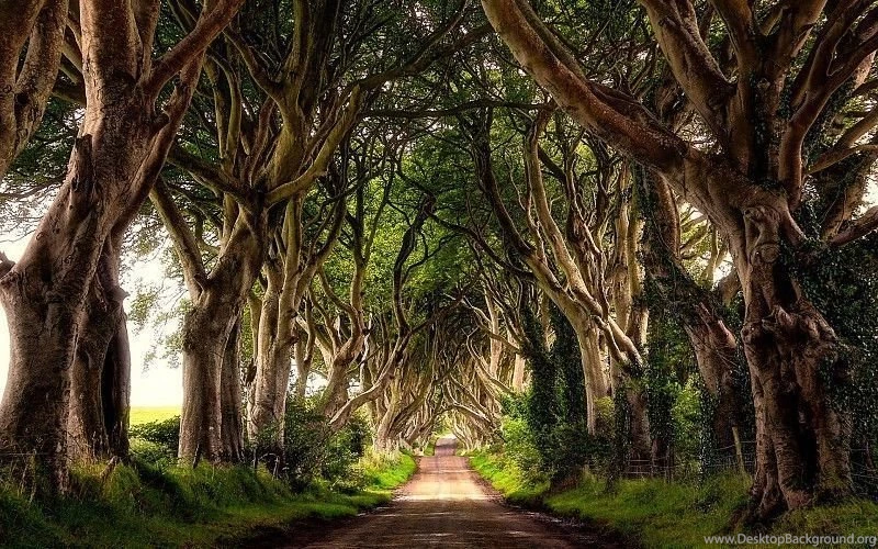 The Dark Hedges, Northern Ireland Wallpapers Free Desktop ...