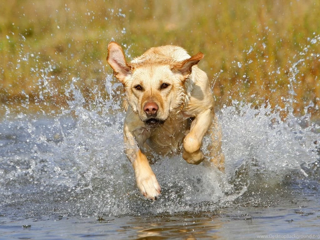 Labrador Retriever Wallpapers High Resolution And Quality Download