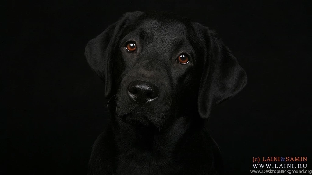 Labrador Retriever Wallpapers HD Download