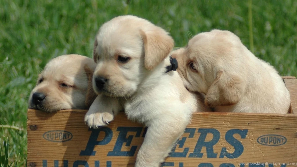 Full HD 1080p Labrador Wallpapers HD, Desktop Backgrounds 1920x1080
