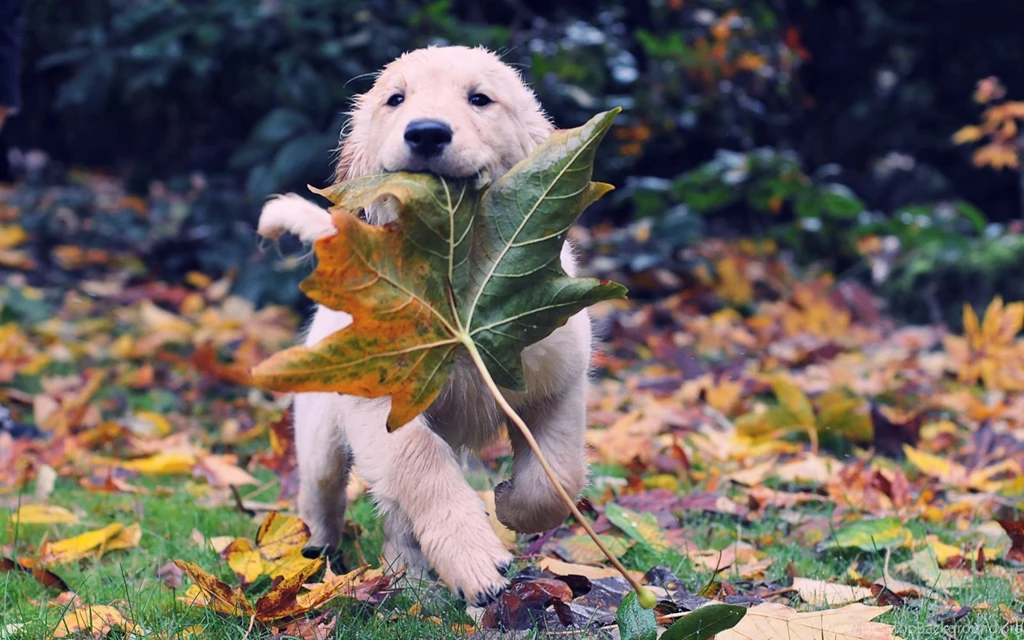 12 Fantastic HD Labrador Wallpapers HDWallSource.com