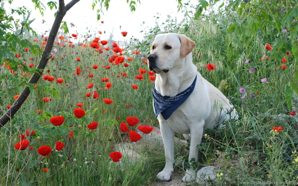 Yellow Labrador Retriever Wallpapers (2) My Doggy Rocks