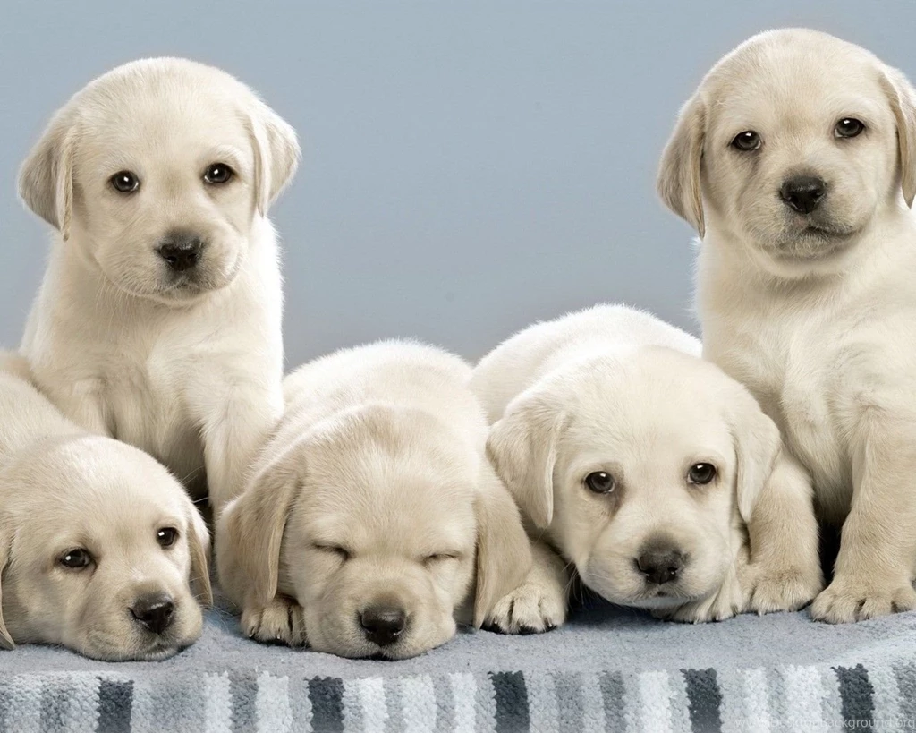 Cute Labrador Retriever 4272x2848px