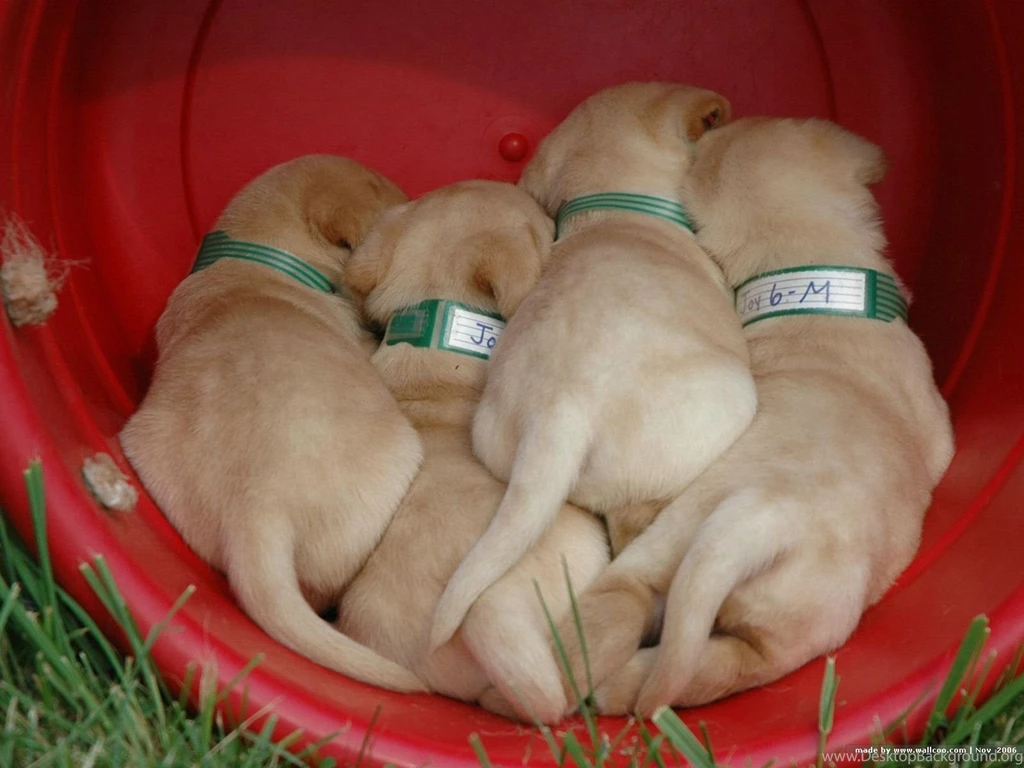 Lovely Labrador Retriever Puppies On Farm 1600x1200 NO.17 Desktop ...