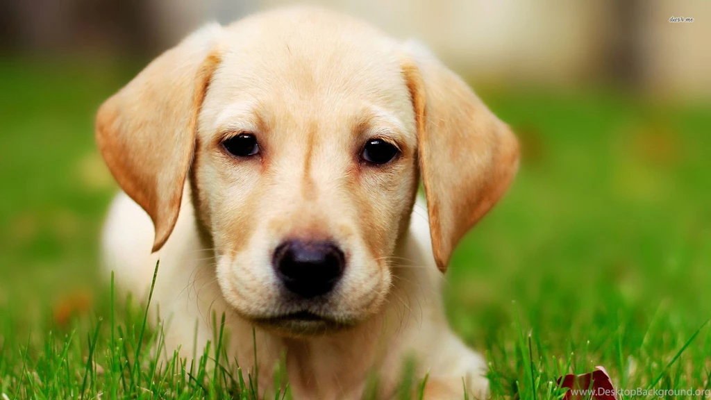 HD Labrador Retriever Wallpapers