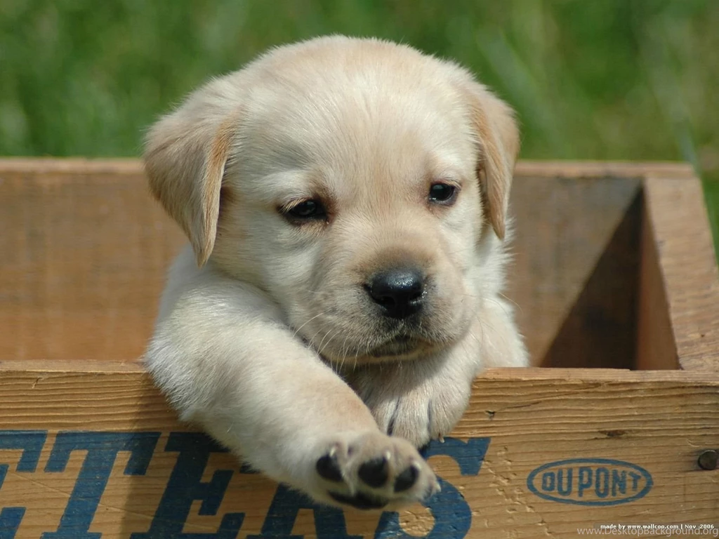 Cute Labrador Retriever Puppy Photo And Wallpapers Beautiful Cute ...