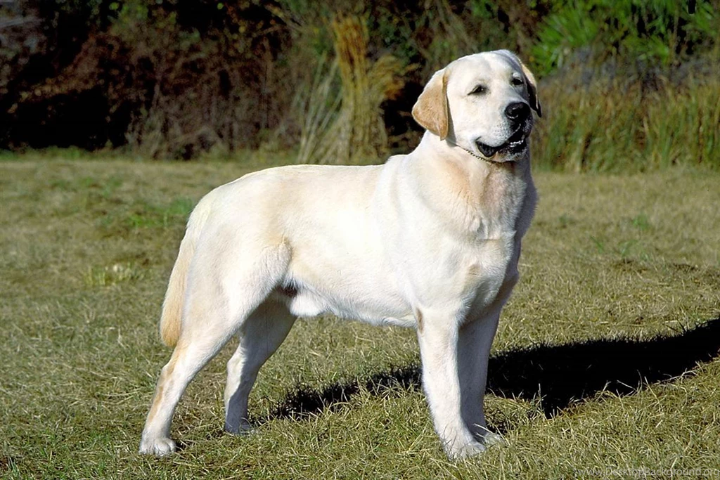 The Labrador Retriever The Dog Wallpapers Best The Dog Wallpapers