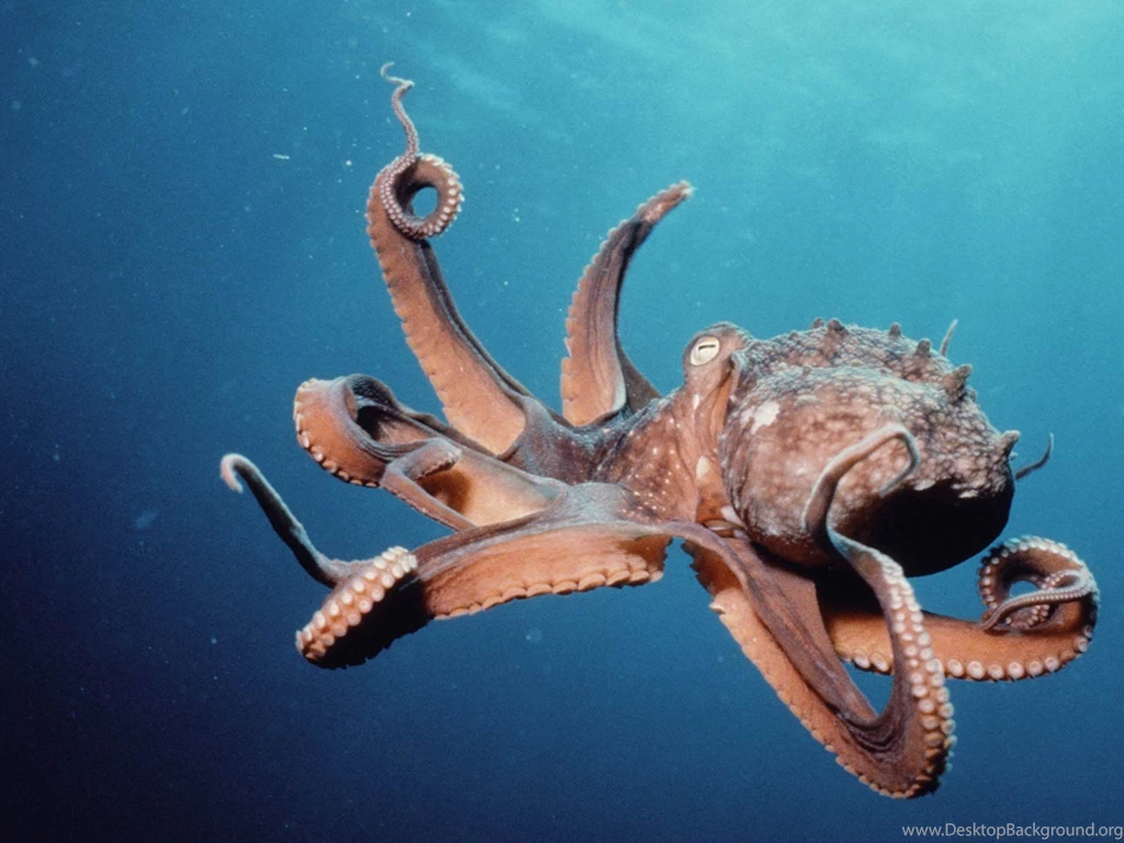 Free Octopus Wallpapers Animals Town