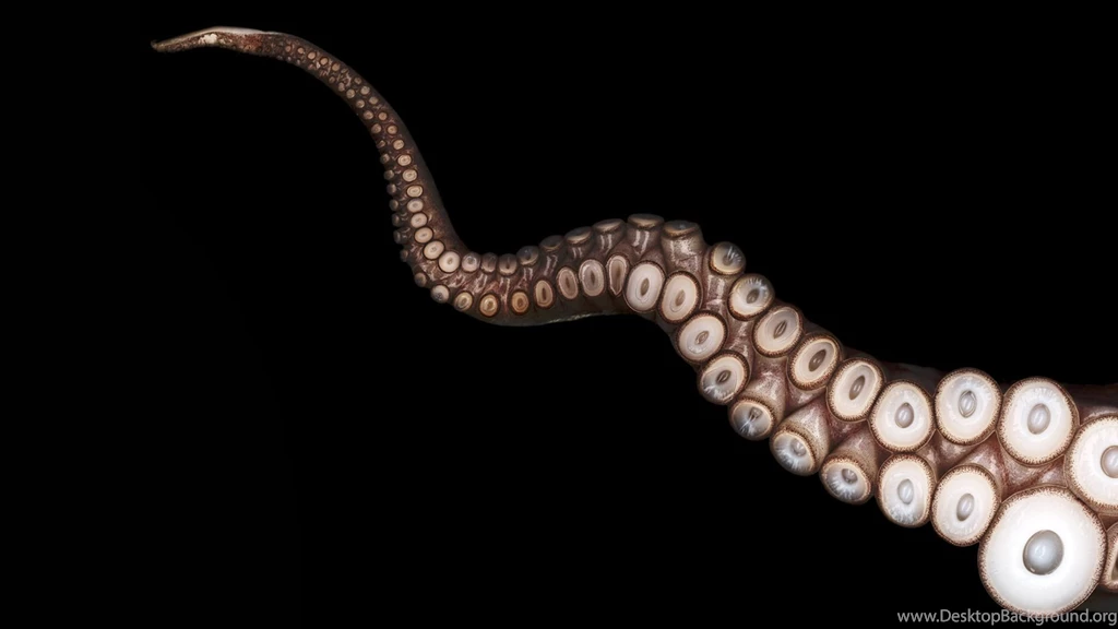 Close up Tentacles Octopus Black Wallpapers