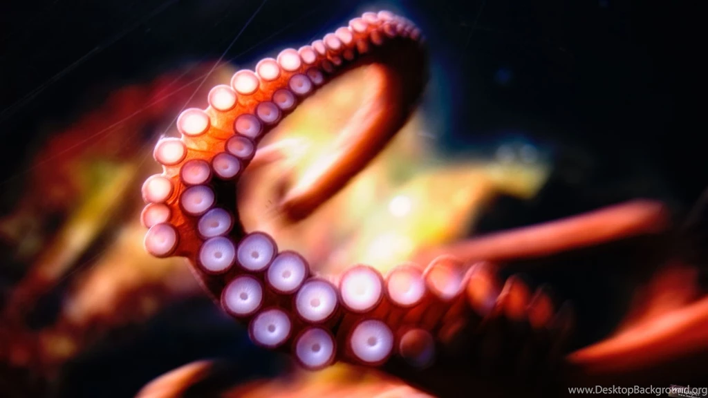 Octopus Wallpapers
