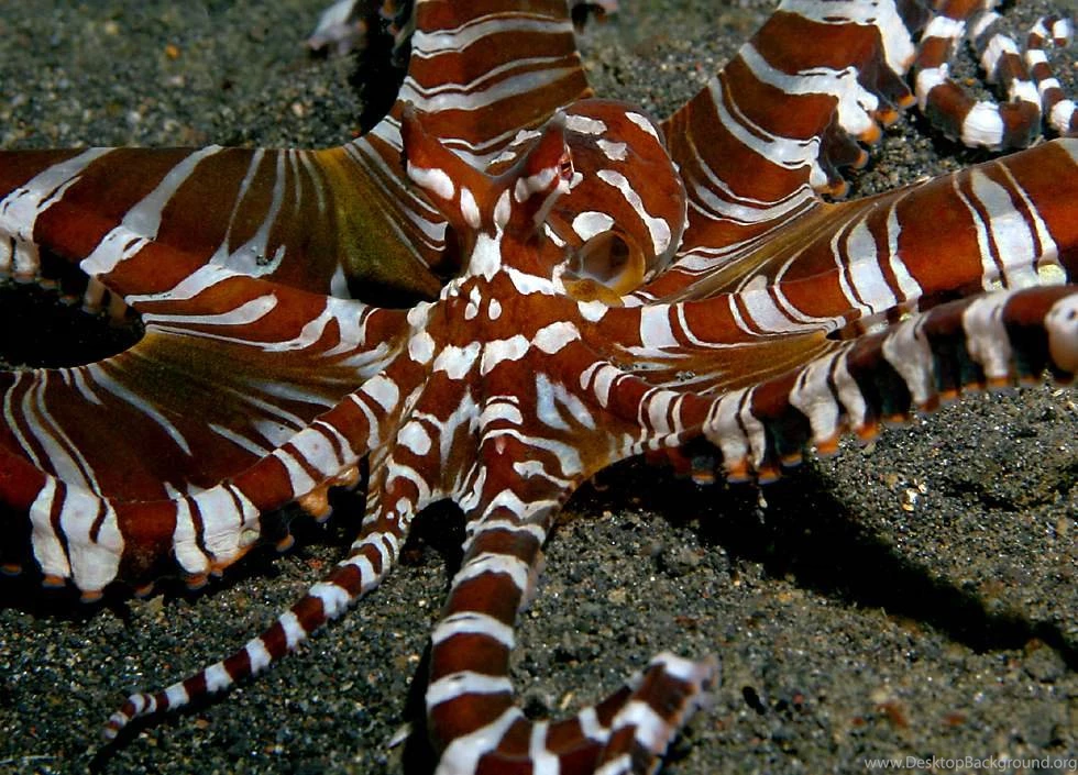 Mimic Octopus Pictures And Wallpapers