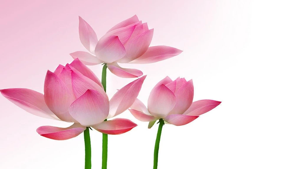 Lotus Wallpapers