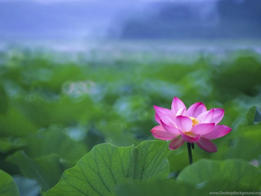 Lotus Flowers Wallpapers HD Pictures