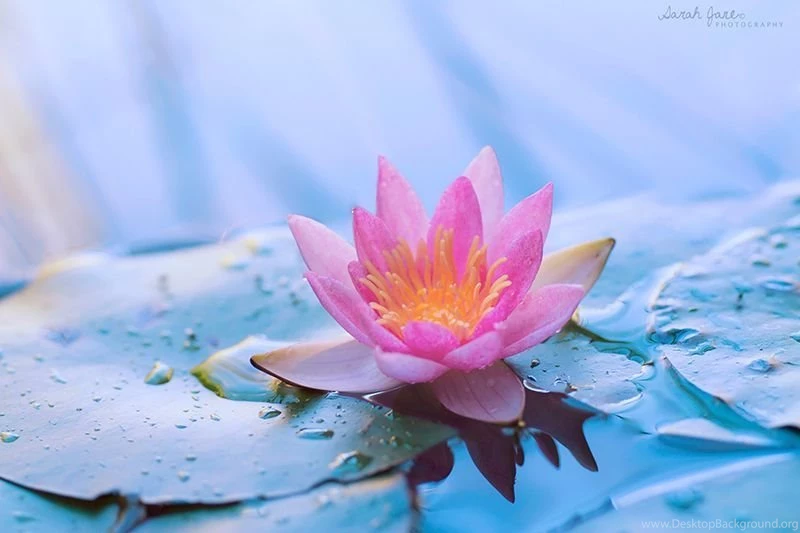 Pink Lotus