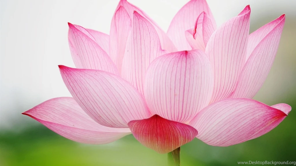White Lotus Flower Wallpapers HD