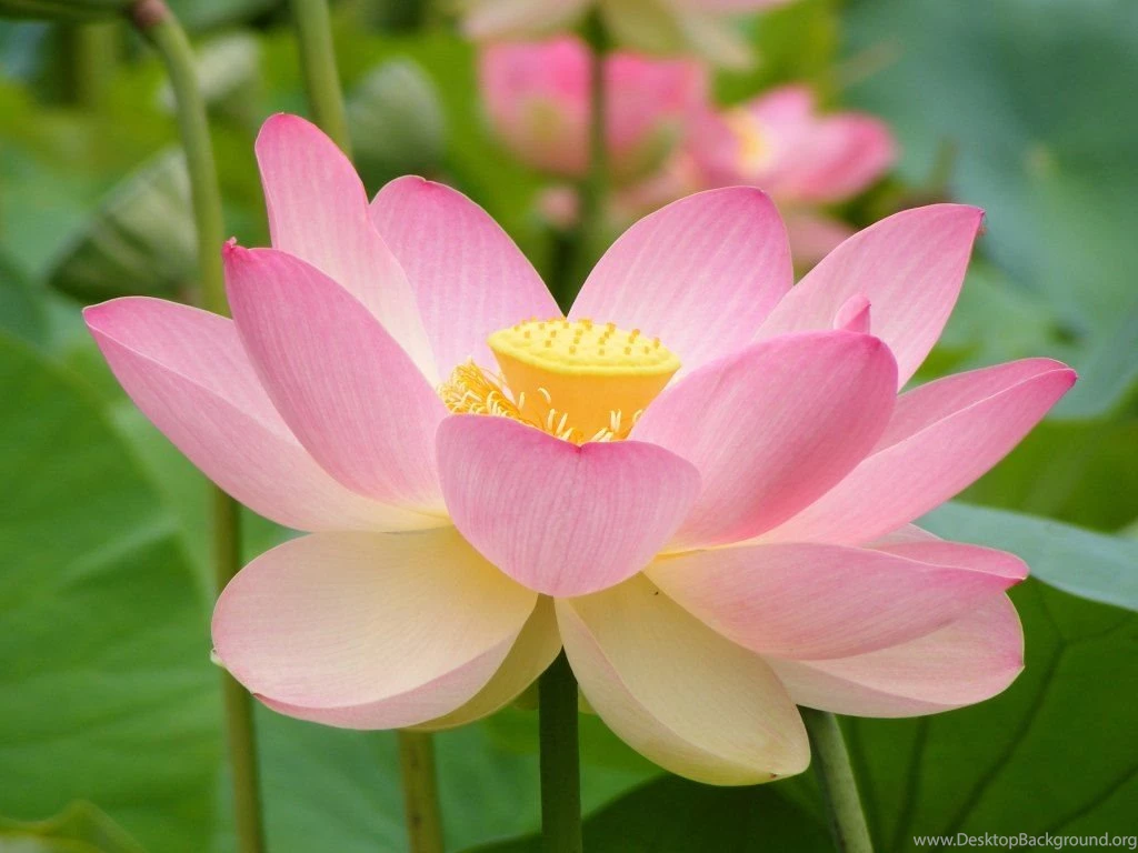 Pink Lotus Flower Wallpapers Splendid Wallpapers HD