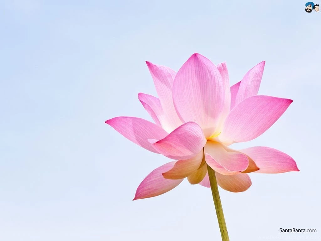 Lotus Wallpapers