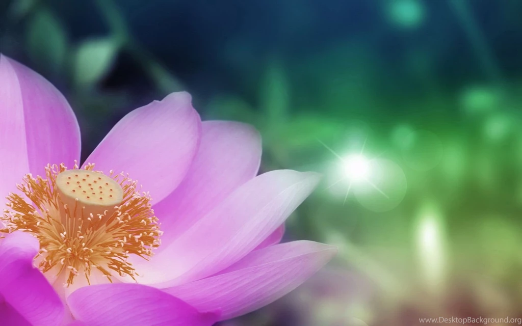 Pink Lotus Wallpapers